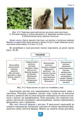 Тема 4
81
Мал. 21.2. Приклади адаптацій рослин до різних умов зростання.
А. Листкова мозаїка у плюща звичайного. Б. Коренева система кактуса.
В. Велетенський кактус карнегія гігантська
Цікаво знати. Кактус карнегія гігантська, що зростає в пустельних районах
Мексики та півдня США, може запасати у своєму тілі до 3 т води. Заввишки ця рос-
лина може сягати майже 14 м (мал. 21.2, В).
Çà ïîòðåáàìè ó âîäі ðîñëèíè òàêîæ ïîäіëÿþòü íà ðіçíі ãðóïè
(ìàë. 21.3).
РОСЛИНИ
Вологолюбні
рослини:
існують в умовах
підвищеної
вологості – на
вологих ґрунтах
тінистих лісів
тощо (росичка,
зозулин льон,
бальзамін)
Наземно-водні
рослини:
частково
занурені у воду,
ростуть по
берегах водойм,
на болотах
(калюжниця
болотяна,
молодильник
озерний)
Вища водна
рослинність:
рослини
повністю
або частково
зростають у воді
(ряска, латаття
біле)
Посухостійкі
рослини:
населяють
посушливі місця
(пустелі,
напівпустелі,
степи) і здатні
витримувати
тривалі періоди
посухи (ковила,
кактуси)
Мал. 21.3. Поділ рослин на групи за потребами у воді
Àäàïòàöієþ ðîñëèí äëÿ ïåðåæèâàííÿ íåñïðèÿòëèâèõ óìîâ є
ëèñòîïàä. Ðîñëèíè ñêèäàþòü ëèñòêè òîäі, êîëè їì íå âèñòà÷àє
âîëîãè ó äîâêіëëі àáî çà óìîâ íèçüêèõ òåìïåðàòóð її âàæêî ïîãëè-
íàòè ç ґðóíòó ÷è âèïàðîâóâàòè. Òîìó ðîñëèíè, ÿêі ùîðі÷íî ñêè-
äàþòü ëèñòêè (їõ íàçèâàþòü ëèñòîïàäíèìè), óçèìêó ïðèïèíÿþòü
ôîòîñèíòåç, ðіñò і ðîçâèòîê.
Ùî òàêå æèòòєâі ôîðìè ó ðîñëèí. Ó ðåçóëüòàòі àäàïòàöіé äî
ïåâíîãî ñåðåäîâèùà іñíóâàííÿ ó ðîñëèí òà іíøèõ îðãàíіçìіâ ôîð-
ìóþòüñÿ ïåâíі æèòòєâі ôîðìè. Íàâіòü íå çíàþ÷è íàçâó ðîñëèíè,
А Б В
 