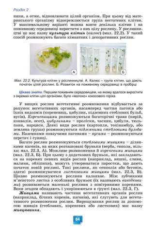 Розділ 2
84
íèíè, à îòæå, âіäíîâëþâàòè öіëèé îðãàíіçì. Ïðè öüîìó âіä ìàòå-
ðèíñüêîãî îðãàíіçìó âіäîêðåìëþєòüñÿ ãðóïà íåñòàòåâèõ êëіòèí.
Ó ìàêñèìàëüíîìó âàðіàíòі ìîæíà âçÿòè äåêіëüêà êëіòèí і íà
ïîæèâíîìó ñåðåäîâèùі âèðîñòèòè ç íèõ öіëó ðîñëèíó. Ó ðîñëèííè-
öòâі öå ìàє íàçâó êóëüòóðà êëіòèí (êàëþñ) (ìàë. 22.2). Ó òàêèé
ñïîñіá ðîçìíîæóþòü áàãàòî êіìíàòíèõ і äåêîðàòèâíèõ ðîñëèí.
Мал. 22.2. Культура клітин у рослинництві. А. Калюс – група клітин, що дають
початок цілій рослині. Б. Розвиток на поживному середовищі в пробірці
Цікаво знати. Першим поживним середовищем, на якому вдалося виростити
з окремих клітин цілі організми, було «молоко» кокосового горіха.
Ó âèùèõ ðîñëèí âåãåòàòèâíå ðîçìíîæåííÿ âіäáóâàєòüñÿ çà
ðàõóíîê âåãåòàòèâíèõ îðãàíіâ, íàñàìïåðåä ÷àñòèí ïàãîíіâ àáî
їõíіõ âèäîçìіí (êîðåíåâèù, öèáóëèí, ïіäçåìíèõ ñòåáëîâèõ áóëüá,
âóñіâ). Êîðåíåâèùàìè ðîçìíîæóþòüñÿ áàãàòîðі÷íі òðàâè (ïèðіé,
êîíâàëіÿ, îñîò), öèáóëèíàìè – ïðîëіñêè, ÷àñíèê, öèáóëÿ, òþëü-
ïàíè, íàðöèñè. Äåÿêі âèäè ðîñëèí (êàðòîïëÿ, òîïіíàìáóð, àáî
çåìëÿíà ãðóøà) ðîçìíîæóþòüñÿ ïіäçåìíèìè ñòåáëîâèìè áóëüáà-
ìè. Íàçåìíèìè ïîâçó÷èìè ïàãîíàìè – âóñàìè – ðîçìíîæóþòüñÿ
ïåðñòà÷ і ñóíèöі.
Áàãàòî ðîñëèí ðîçìíîæóþòüñÿ ñòåáëîâèìè æèâöÿìè – äіëÿí-
êàìè ïàãîíіâ, íà ÿêèõ ðîçòàøîâàíі áðóíüêè (âåðáà, òîïîëÿ, âіëü-
õà; ìàë. 22.3, À). Ìîæëèâå ðîçìíîæåííÿ é êîðåíåâèìè æèâöÿìè
(ìàë. 22.3, Á). Ïðè öüîìó ç äîäàòêîâèõ áðóíüîê, ÿêі çàêëàäàþòü-
ñÿ íà êîðåíÿõ ïåâíèõ âèäіâ ðîñëèí (íàïðèêëàä, âèøíі, ñëèâè,
ìàëèíè, îáëіïèõè), ìîæóòü óòâîðþâàòèñÿ ïàðîñòêè, ùî äàþòü
ïî÷àòîê íîâіé ðîñëèíі. Òàêі ðîñëèíè, ÿê ñåíïîëіÿ àáî áåãîíіÿ,
çäàòíі ðîçìíîæóâàòèñÿ ëèñòêîâèìè æèâöÿìè (ìàë. 22.3, Â).
Öіêàâî ðîçìíîæóþòüñÿ ðîñëèíè êàëàíõîå. Ìіæ çóá÷èêàìè
ì’ÿñèñòîãî ëèñòêà ç îñîáëèâèõ áðóíüîê (їõ íàçèâàþòü âèâіäêîâè-
ìè) ðîçâèâàþòüñÿ ìàëåíüêі ðîñëèíè ç ïîâіòðÿíèìè êîðåíÿìè.
Âîíè çãîäîì îáïàäàþòü і óêîðіíþþòüñÿ â ґðóíòі (ìàë. 22.3, Ã).
Æèâöÿìè íàçèâàþòü ÷àñòèíè âåãåòàòèâíèõ îðãàíіâ ðîñëèí
(íàïðèêëàä, áі÷íèõ êîðåíіâ, ïàãîíіâ), ÿêі ñëóãóþòü äëÿ âåãåòà-
òèâíîãî ðîçìíîæåííÿ ðîñëèí. Âèðîùóâàííÿ ðîñëèí çà äîïîìî-
ãîþ æèâöіâ (ñòåáëîâèõ, êîðåíåâèõ àáî ëèñòêîâèõ) ìàє íàçâó
æèâöþâàííÿ.
А Б
 