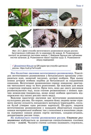 Тема 4
85
Мал. 22.3. Деякі способи вегетативного розмноження вищих рослин.
Заготовляння стеблових (А) та кореневих (Б) живців. В. Розмноження
сенполії за допомогою листкових живців. Г. Вивідкові бруньки між зубчиками
листків каланхое. Д. Розмноження півонії поділом куща. Е. Розмноження
аґрусу відводками
Дізнайтеся більше за QR-кодом про способи щеплення
рослин. https://cutt.ly/7wYvvceN
ßêå áіîëîãі÷íå çíà÷åííÿ âåãåòàòèâíîãî ðîçìíîæåííÿ. Óíàñëі-
äîê âåãåòàòèâíîãî ðîçìíîæåííÿ ç áàòüêіâñüêîãî îðãàíіçìó óòâî-
ðþþòüñÿ íîâі, çàçâè÷àé ÷èñëåííі, äî÷іðíі îñîáèíè. Ïðè öüîìó
êîæíà äî÷іðíÿ îñîáèíà ïîäіáíà äî áàòüêіâñüêîї çà ñïàäêîâèìè
îçíàêàìè. Âåãåòàòèâíå ðîçìíîæåííÿ ñïðèÿє øâèäêîìó çðîñòàí-
íþ ÷èñåëüíîñòі âèäó òà éîãî ðîçñåëåííþ. Öå âàæëèâî äëÿ âèäіâ
ç êîðîòêèì ïåðіîäîì æèòòÿ. Êðіì òîãî, âîíî äàє çìîãó ðîñëèíàì
ðîçìíîæóâàòèñÿ òîäі, êîëè ñòàòåâå ðîçìíîæåííÿ ç ïåâíèõ ïðè-
÷èí íåìîæëèâå (íàïðèêëàä, ÿêùî ïåâíі îñîáèíè çðîñòàþòü âіä-
îêðåìëåíî âіä іíøèõ ðîñëèí ñâîãî âèäó).
Âàæëèâå ïðàêòè÷íå çíà÷åííÿ ìàє âåãåòàòèâíå ðîçìíîæåííÿ
êóëüòóðíèõ ðîñëèí. Ïî-ïåðøå, çàâäÿêè éîìó ëþäèíà ìîæå îòðè-
ìàòè çíà÷íó êіëüêіñòü ïîñàäêîâîãî ìàòåðіàëó (ïðèãàäàéòå, ñêіëü-
êè áóëüá óòâîðþє îäíà ðîñëèíà êàðòîïëі). Ïî-äðóãå, çàâäÿêè
âåãåòàòèâíîìó ðîçìíîæåííþ ó íàùàäêіâ çáåðіãàþòüñÿ ñïàäêîâі
îçíàêè ìàòåðèíñüêîї îñîáèíè: òàê ç ïîêîëіííÿ â ïîêîëіííÿ ëþäè-
íà ïіäòðèìóє îçíàêè ðіçíèõ ñîðòіâ îâî÷åâèõ, ïëîäîâî-ÿãіäíèõ,
äåêîðàòèâíèõ ðîñëèí òîùî.
ßê âіäáóâàєòüñÿ ñòàòåâå ðîçìíîæåííÿ ðîñëèí. Ñòàòåâå ðîç-
ìíîæåííÿ âіäáóâàєòüñÿ çà äîïîìîãîþ ñïåöіàëіçîâàíèõ ñòàòåâèõ
êëіòèí – ãàìåò. ×îëîâі÷і ñòàòåâі êëіòèíè íàçèâàþòü ñïåðìіÿìè,
А Б В
Г Д Е
 