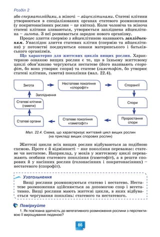 Розділ 2
86
àáî ñïåðìàòîçîїäàìè, à æіíî÷і – ÿéöåêëіòèíàìè. Ñòàòåâі êëіòèíè
óòâîðþþòüñÿ â ñïåöіàëіçîâàíèõ îðãàíàõ ñòàòåâîãî ðîçìíîæåííÿ
(ó ïîêðèòîíàñіííèõ ðîñëèí – öå êâіòêà). Êîëè ÷îëîâі÷à òà æіíî÷à
ñòàòåâі êëіòèíè çëèâàþòüñÿ, óòâîðþєòüñÿ çàïëіäíåíà ÿéöåêëіòè-
íà – çèãîòà. Ç íåї ðîçâèâàєòüñÿ çàðîäîê íîâîãî îðãàíіçìó.
Ïðîöåñ çëèòòÿ ñïåðìіþ ç ÿéöåêëіòèíîþ íàçèâàþòü çàïëіäíåí-
íÿì. Óíàñëіäîê çëèòòÿ ñòàòåâèõ êëіòèí (ñïåðìіþ òà ÿéöåêëіòè-
íè) ó ïîòîìñòâі ïîєäíóþòüñÿ îçíàêè ìàòåðèíñüêîãî і áàòüêіâ-
ñüêîãî îðãàíіçìіâ.
Ùî õàðàêòåðíî äëÿ æèòòєâèõ öèêëіâ âèùèõ ðîñëèí. Õàðàê-
òåðíîþ îçíàêîþ âèùèõ ðîñëèí є òå, ùî â їõíüîìó æèòòєâîìó
öèêëі îáîâ’ÿçêîâî ÷åðãóþòüñÿ íåñòàòåâå (éîãî íàçèâàþòü ñïîðî-
ôіò, áî âîíî óòâîðþє ñïîðè) òà ñòàòåâå (ãàìåòîôіò, áî óòâîðþє
ñòàòåâі êëіòèíè, ãàìåòè) ïîêîëіííÿ (ìàë. 22.4).
Нестатеве покоління
«спорофіт»
Зигота
Статеві органи
Спорангії
Спори
Статеве покоління
«гаметофіт»
Проростання
спори
Статеві клітини
(гамети)
Запліднення
Мал. 22.4. Схема, що характеризує життєвий цикл вищих рослин
(на прикладі вищих спорових рослин)
Æèòòєâі öèêëè âñіõ âèùèõ ðîñëèí âіäáóâàþòüñÿ çà ïîäіáíîþ
ñõåìîþ. Ïðîòå є é âіäìіííîñòі – ÿêå ïîêîëіííÿ ïåðåâàæàє: ñòàòå-
âå ÷è íåñòàòåâå. Íàïðèêëàä, ó ìîõіâ ó æèòòєâîìó öèêëі ïåðåâà-
æàþòü îñîáèíè ñòàòåâîãî ïîêîëіííÿ (ãàìåòîôіò), à â ðåøòè ñïî-
ðîâèõ é ó íàñіííèõ ðîñëèí (ãîëîíàñіííèõ і ïîêðèòîíàñіííèõ) –
íåñòàòåâîãî (ñïîðîôіò).
Узагальнення
Âèùі ðîñëèíè ðîçìíîæóþòüñÿ ñòàòåâî і íåñòàòåâî. Íåñòà-
òåâå ðîçìíîæåííÿ çäіéñíþєòüñÿ çà äîïîìîãîþ ñïîð і âåãåòà-
òèâíî. Âèùі ðîñëèíè ìàþòü æèòòєâі öèêëè, â ÿêèõ âіäáóâà-
єòüñÿ ÷åðãóâàííÿ ïîêîëіíü: ñòàòåâîãî òà íåñòàòåâîãî.
Поміркуйте
1. Як пов’язана здатність до вегетативного розмноження рослини з перспекти-
вою її вирощування людиною?
 