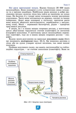 Тема 5
91
ßêі ðèñè ïðèòàìàííі ìîõàì. Âіäîìî áëèçüêî 20 000 âèäіâ
ìîõîïîäіáíèõ. Âîíè ïîøèðåíі â óñіõ êëіìàòè÷íèõ çîíàõ ñóõîäî-
ëó òà ó ïðіñíèõ âîäîéìàõ. Íàéáіëüøå âèäіâ ìåøêàє â äîáðå çâî-
ëîæåíèõ ìіñöÿõ: âîëîãèõ ëіñàõ (âіä òàéãè äî òðîïіêіâ), íà ëóêàõ
òîùî. Íà áîëîòàõ é ó òóíäðі ìîõè ñêëàäàþòü îñíîâó ðîñëèííèõ
óãðóïîâàíü. ×àñòî âîíè îñåëÿþòüñÿ íà äåðåâàõ, ñêåëÿõ òà іíøèõ
ïîâåðõíÿõ. Äåÿêі âèäè ïîøèðåíі â ïóñòåëÿõ, ïðîòÿãîì ðîêіâ
âîíè ìîæóòü çáåðіãàòè æèòòєçäàòíіñòü, ïåðåáóâàþ÷è ó âèñóøå-
íîìó ñòàíі. Ìîõè – ïåðåâàæíî áàãàòîðі÷íі, ðіäøå – îäíîðі÷íі
òðàâ’ÿíèñòі ðîñëèíè.
Ó ìîõіâ, ÿê і â іíøèõ âèùèõ ñïîðîâèõ ðîñëèí, ó æèòòєâîìó
öèêëі îáîâ’ÿçêîâî ÷åðãóþòüñÿ ñòàòåâå (ãàìåòîôіò) òà íåñòàòåâå
(ñïîðîôіò) ïîêîëіííÿ. Ó æèòòєâîìó öèêëі ìîõîïîäіáíèõ ïåðåâà-
æàє ãàìåòîôіò, òîäі ÿê â іíøèõ âèùèõ ñïîðîâèõ ðîñëèí – ñïî-
ðîôіò.
Áóäîâó ìîõіâ ðîçãëÿíåìî íà ïðèêëàäі çîçóëèíîãî ëüîíó (éîãî
ùå íàçèâàþòü ïîëіòðèõîì) (ìàë. 23.1). Öÿ íåâèñîêà ðîñëèíà â
ëіñàõ àáî íà ëóêàõ óòâîðþє ùіëüíі îñåëåííÿ, òàê çâàíі ìîõîâі
ïîäóøêè.
Îñîáèíè çîçóëèíîãî ëüîíó, ùî ìàþòü ëèñòêîïîäіáíі òà ñòåáëî-
ïîäіáíі ñòðóêòóðè, – öå ñòàòåâå ïîêîëіííÿ (ãàìåòîôіò). Âîíè íå
Запліднення
Жіноча рослина
Жіноча
рослина
(статеве
покоління)
Особина
нестатевого
покоління
Чоловіча рослина
Проростання спори
С
Спороутворення
Мал. 23.1. Зозулин льон (політрих)
 
