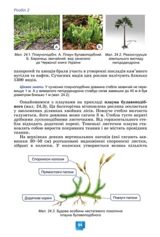 Розділ 2
94
Мал. 24.2. Реконструкція
зовнішнього вигляду
лепідодендрона
Мал. 24.1. Плауноподібні. А. Плаун булавоподібний.
Б. Баранець звичайний; вид занесено
до Червоної книги України
А Б
ïàïîðîòåé òà õâîùіâ áðàëè ó÷àñòü â óòâîðåííі ïîêëàäіâ êàì’ÿíîãî
âóãіëëÿ òà íàôòè. Ñó÷àñíèõ âèäіâ öèõ ðîñëèí íàëі÷óþòü áëèçüêî
1300 âèäіâ.
Цікаво знати. У сучасних плауноподібних довжина стебла зазвичай не пере-
вищує 1 м. А у вимерлого лепідодендрона стовбур сягав заввишки до 40 м й був
діаметром близько 1 м (мал. 24.2).
Îçíàéîìèìîñÿ ç ïëàóíàìè íà ïðèêëàäі ïëàóíà áóëàâîïîäіá-
íîãî (ìàë. 24.3). Öÿ áàãàòîðі÷íà âі÷íîçåëåíà ðîñëèíà îñåëÿєòüñÿ
ó çâîëîæåíèõ äіëÿíêàõ õâîéíèõ ëіñіâ. Ïîâçó÷å ñòåáëî âèë÷àñòî
ãàëóçèòüñÿ, éîãî äîâæèíà ìîæå ñÿãàòè 3 ì. Ñòåáëà ãóñòî âêðèòі
äðіáíèìè ëóñêîïîäіáíèìè ëèñòî÷êàìè. Âіä ãîðèçîíòàëüíîãî ñòå-
áëà âіäõîäÿòü äîäàòêîâі êîðåíі. Òîíåíüêі ëèñòî÷êè ïëàóíà ñòà-
íîâëÿòü ñîáîþ âèðîñòè ïîêðèâíèõ òêàíèí і íå ìіñòÿòü ïðîâіäíèõ
òêàíèí.
Íà âåðõіâêàõ äåÿêèõ âåðòèêàëüíèõ ïàãîíіâ (ÿêі ñÿãàþòü çàâ-
âèøêè 30–50 ñì) ðîçòàøîâàíі âèäîçìіíåíі ñïîðîíîñíі ëèñòêè,
çіáðàíі â êîëîñêè. Ó êîëîñêàõ óòâîðþєòüñÿ âåëèêà êіëüêіñòü
Мал. 24.3. Будова особини нестатевого покоління
плауна булавоподібного
овзучі пагони
По
Додаткові корені
Прямостоячі пагони
Спороносні колоски
 