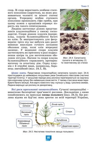 Тема 5
95
ñïîð. Çі ñïîð âèðîñòàþòü îñîáèíè ñòàòå-
âîãî ïîêîëіííÿ (çàðîñòêè), íà ÿêèõ ðîç-
âèâàþòüñÿ ÷îëîâі÷і òà æіíî÷і ñòàòåâі
îðãàíè. Óñåðåäèíó îñîáèí ñòàòåâîãî
ïîêîëіííÿ ïðîíèêàþòü ãіôè ãðèáіâ, ïðè
öüîìó êîæåí ç îðãàíіçìіâ îòðèìóє êî-
ðèñòü âіä òàêîãî ñïіâіñíóâàííÿ.
Ëþäèíà çàñòîñîâóє ðіçíèõ ïðåäñòàâ-
íèêіâ ïëàóíîïîäіáíèõ ó ñâîєìó ãîñïî-
äàðñòâі. Ñïîðè äåÿêèõ ïëàóíіâ (íàïðè-
êëàä, ïëàóíà áóëàâîïîäіáíîãî) áàãàòі
íà îëіþ. Їõ âèêîðèñòîâóþòü äëÿ ôåєð-
)
âåðêіâ: òðіñê ïіä ÷àñ âèáóõіâ öèõ ðàêåò
âèíèêàє âíàñëіäîê ãó÷íîãî ëóñêàííÿ
îáîëîíîê ñïîð, êîëè îëіÿ âñåðåäèíі
çàêèïàє. Ó ìåäèöèíі ñïîðè ïëàóíіâ
çàñòîñîâóþòü ÿê ïðèñèïêó â ðàçі ïîäðàç-
íåííÿ øêіðè òà äëÿ âèãîòîâëåííÿ îáî-
ëîíîê ïіãóëîê. Ïàãîíè òà ñïîðè ïëàóíà
áóëàâîïîäіáíîãî ñïðàâëÿþòü ïðîòèðåâ-
ìàòè÷íó òà ñå÷îãіííó äіþ. Ñåðåä ïëàó-
íіâ є é îòðóéíі âèäè, íàïðèêëàä, áàðà-
íåöü çâè÷àéíèé (ìàë. 24.1, Á).
Цікаво знати. Представник плауноподібних селагінела луската (мал. 24.4)
пристосувався до неймовірно посушливих умов Синайського півострова (частина
території Єгипту). У засушливі періоди року рослина перетворюється на скручену
сіро-коричневу кульку без найменших ознак життя. У такому стані вона може пере-
бувати багато місяців. Але варто помістити таку «кульку» у воду, і рослина оживає.
Людина вирощує цю рослину як декоративну.
ßêі ðèñè ïðèòàìàííі õâîùåïîäіáíèì. Ñó÷àñíі õâîùåïîäіáíі –
âèíÿòêîâî áàãàòîðі÷íі òðàâ’ÿíèñòі ðîñëèíè. Äîêëàäíіøå ç íèìè
îçíàéîìèìîñü íà ïðèêëàäі õâîùà ïîëüîâîãî (ìàë. 24.5). Öÿ ðîñ-
ëèíà âіäîìà ÿê áóð’ÿí: âîíà çðîñòàє ïî âñіé òåðèòîðії Óêðàїíè,
Спороносний
колосок
Спори
Весняний
пагін
Кореневище
Підземний
пагін
Літній пагін
орені
Додаткові ко
Бульбочка
Мал. 24.5. Нестатеве покоління хвоща польового
1
2
Мал. 24.4. Селагінела
луската в активному (1)
та неактивному (2) станах
 