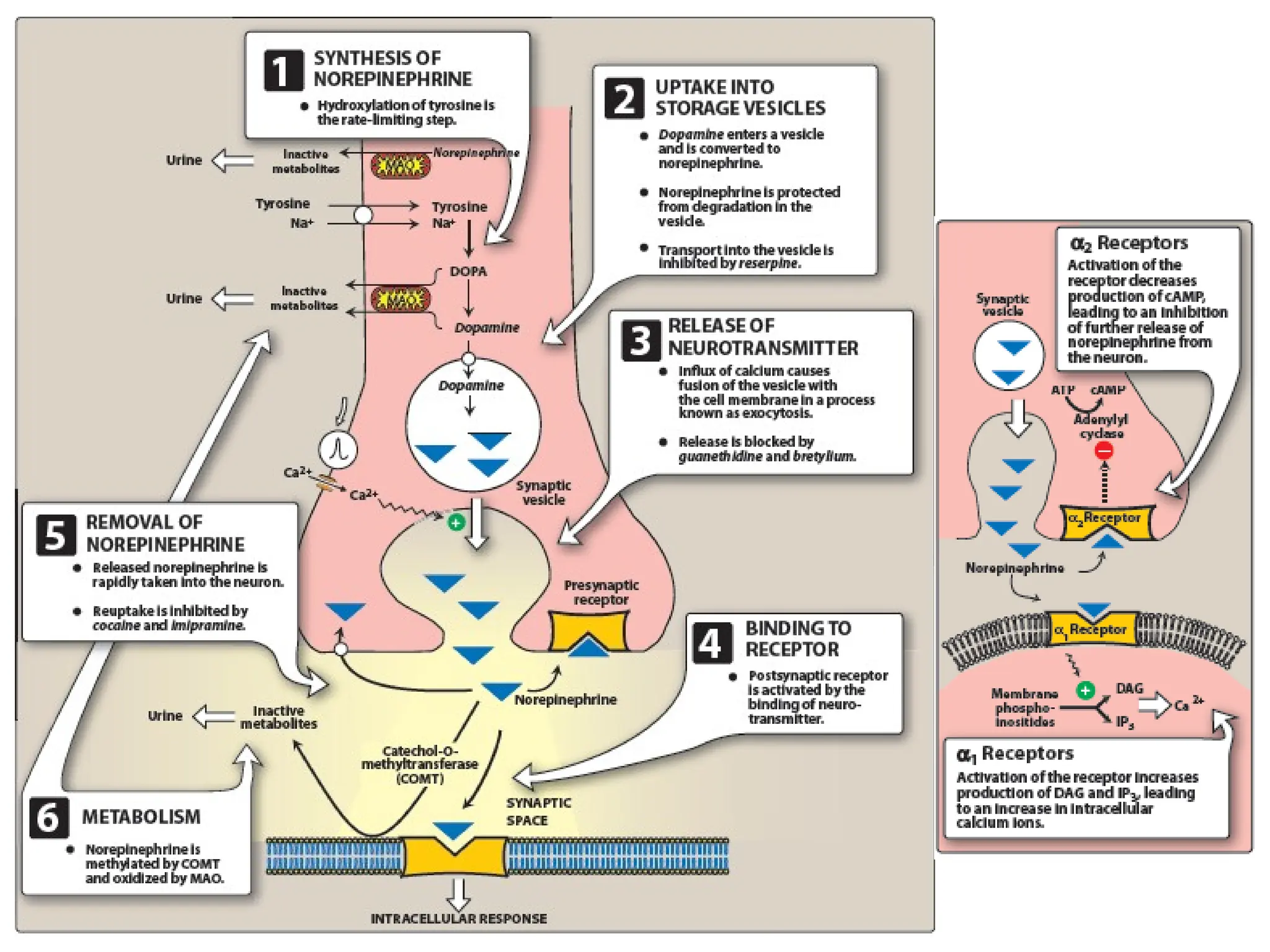 7.Adrenergic agonists.ppt pharmacology pharmacy | PPT