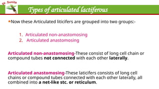 Types of articulated lactiferous
Now these Articulated liticifers are grouped into two groups:-
1. Articulated non-anastomosing
2. Articulated anastomosing
Articulated non-anastomosing-These consist of long cell chain or
compound tubes not connected with each other laterally.
Articulated anastomosing-These laticifers consists of long cell
chains or compound tubes connected with each other laterally, all
combined into a net-like stc. or reticulum.
 