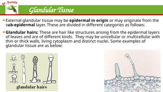 Glandular Tissue
External glandular tissue may be epidermal in origin or may originate from the
sub-epidermal layer. These are divided in different categories as follows:
Glandular hairs: These are hair like structures arising from the epidermal layers
of leaves and are of different kinds. They may be unicellular or multicellular with
thin or thick walls, living cytoplasm and distinct nuclei. Some examples of
glandular tissue are as below:
 