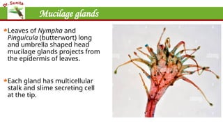 Mucilage glands
Leaves of Nympha and
Pinguicula (butterwort) long
and umbrella shaped head
mucilage glands projects from
the epidermis of leaves.
Each gland has multicellular
stalk and slime secreting cell
at the tip.
 