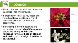 Nectaries
Based on their position nectaries are
classified into two groups.
if present on floral parts, these are
called as floral nectaries. Floral
nectaries are most common in
occurrence.
For example floral nectaries are
present on the petals of Ranunculus,
below the ovary in a disc in
Rutaceae family, at base of stamen
in Brassica, on the edge of involucre
in Euphobia.
 