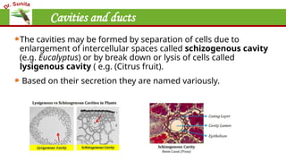 Cavities and ducts
The cavities may be formed by separation of cells due to
enlargement of intercellular spaces called schizogenous cavity
(e.g. Eucalyptus) or by break down or lysis of cells called
lysigenous cavity ( e.g. (Citrus fruit).
Based on their secretion they are named variously.
 