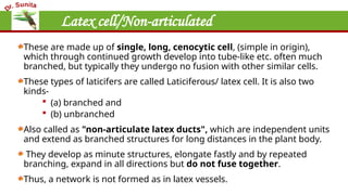 Latex cell/Non-articulated
These are made up of single, long, cenocytic cell, (simple in origin),
which through continued growth develop into tube-like etc. often much
branched, but typically they undergo no fusion with other similar cells.
These types of laticifers are called Laticiferous/ latex cell. It is also two
kinds-
 (a) branched and
 (b) unbranched
Also called as "non-articulate latex ducts", which are independent units
and extend as branched structures for long distances in the plant body.
They develop as minute structures, elongate fastly and by repeated
branching, expand in all directions but do not fuse together.
Thus, a network is not formed as in latex vessels.
 
