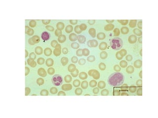 Anatomy and physiology blood pptx.com.ph