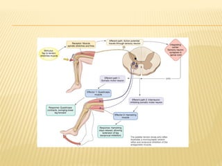 7. REFLEXES examination physiotherapy assessment | PPTX