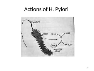 Actions of H. Pylori
23
 