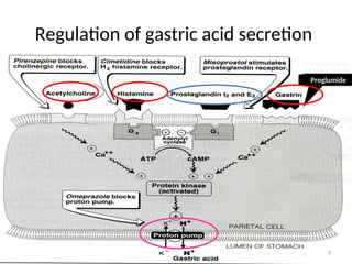Regulation of gastric acid secretion
Proglumide
4
 