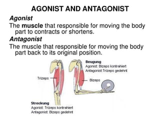 Human Particulation Biomechanics of Human Articulation 2.docx