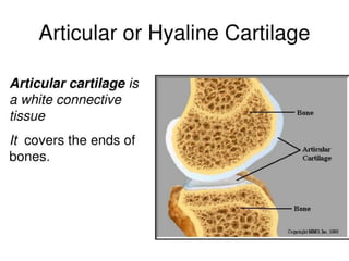 Human Particulation Biomechanics of Human Articulation 2.docx