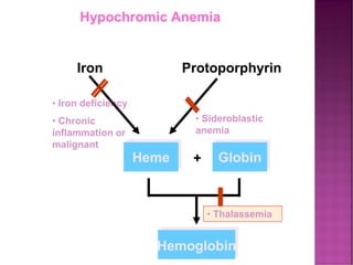 • Iron deficiency
• Chronic
inflammation or
malignant
Iron Protoporphyrin
Heme Globin
+
Hemoglobin
• Thalassemia
• Sideroblastic
anemia
Hypochromic Anemia
 