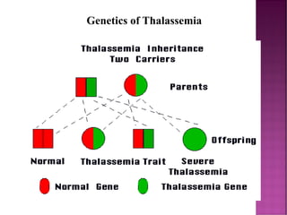 Genetics of Thalassemia
 