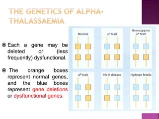 THE GENETICS OF ALPHA-
THALASSAEMIA
 Each a gene may be
deleted or (less
frequently) dysfunctional.
 The orange boxes
represent normal genes,
and the blue boxes
represent gene deletions
or dysftunctional genes.
 