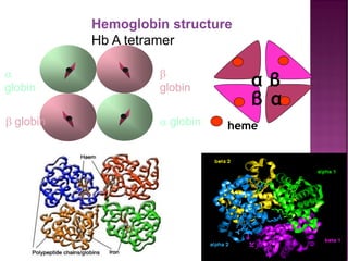 β
β
α
α
heme
Hemoglobin structure
Hb A tetramer

globin

globin
 globin  globin
 
