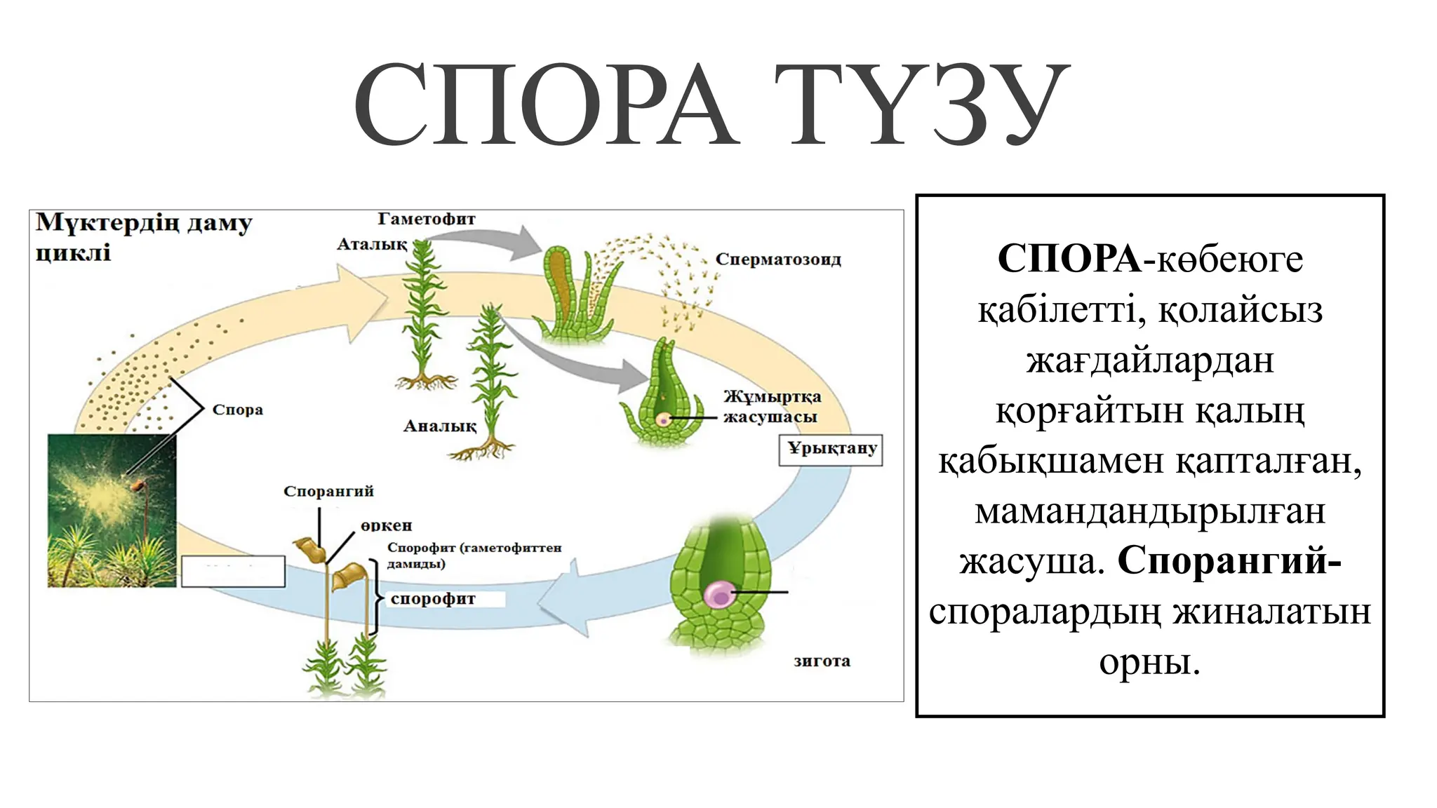 Жас брюнетканың алғашқы аналь тәжірибесі