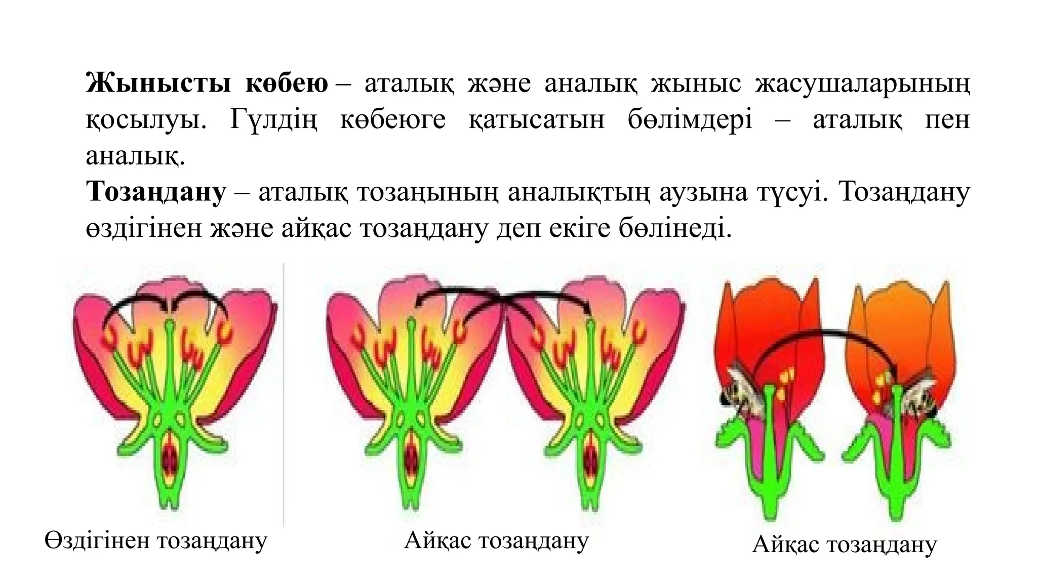 Моника Беллуччимен порно