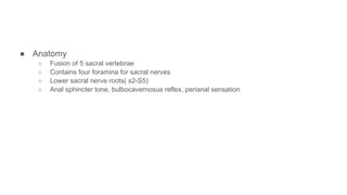 ● Anatomy
○ Fusion of 5 sacral vertebrae
○ Contains four foramina for sacral nerves
○ Lower sacral nerve roots( s2-S5)
○ Anal sphincter tone, bulbocavernosus reflex, perianal sensation
 