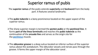 Sharp Ramus 7. The lower extremities.pdf anatomy pdf | PDF