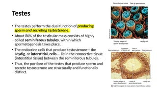 7. Male Reproductive Hormones [Autosaved].pptx