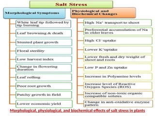 Morphological, physiological, and biochemical effects of salt stress in plants
 