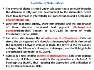 1.Inhibition of Photosynthesis
 The stoma of plants is closed under salt stress cause seriously impedes
the diffusion of CO2 from the environment to the chloroplast, which
leads to a decrease in intercellular CO2 concentration and a decrease in
photosynthetic rate.
 Long-term moderate salinity, short-term drought, and the combination
of these stressors decreased leaf pigment (Photosynthetic
pigment/chlorophyll) content by 11.4–31.5% in leaves of hybrid
Pennisetum (Li et al.,2020).
 Salt stress also damage the ultrastructure of chloroplasts. Under salt
stress, the arrangement of chloroplasts in mesophyll cells is disordered,
the connection between granum is loose, the cavity in the thylakoid is
enlarged, the bilayer of chloroplast is damaged, and the lipid globules
are increased (Barhoumi et al., 2007).
 Rubisco is a rate-limiting enzyme in photosynthesis. Salt stress reduces
the activity of Rubisco, and restricts the regeneration of ribulose-1, 5-
bisphosphate (RuBP), thus reducing the absorption and utilization of
CO2 by plants (Shu et al., 2014).
 