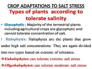 CROP ADAPTATIONS TO SALT STRESS
 
