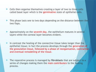  Cells then organise themselves creating a layer of two to three cells
called basal layer which is the germinative state of epithelial cells.
 This phase lasts one to two days depending on the distance between the
two flaps.
 Approximately on the seventh day, the epithelium matures in several
layers while the corneal layer becomes evident.
 In contrast the healing of the connective tissue takes longer than the
epithelial tissue; in fact the process develops through the generation of
the granulation tissue, followed by a phase of reorganisation, contraction
and eventual remodelling of the tissue.
 The reparative process is managed by fibroblasts that are subject to a
series of changes making them the main contributors to the healing
process.
 