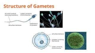 7.2 Gametes and Inheritance for genetics pptx | PPTX