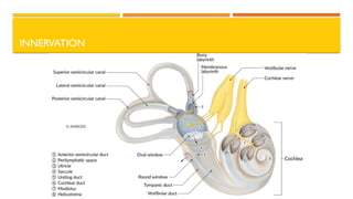 7. Inner ear.pptx anatomy and pathophysio | PPTX