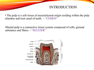 Soft Pulp Pathologies of pulp and periapex and management.pptx