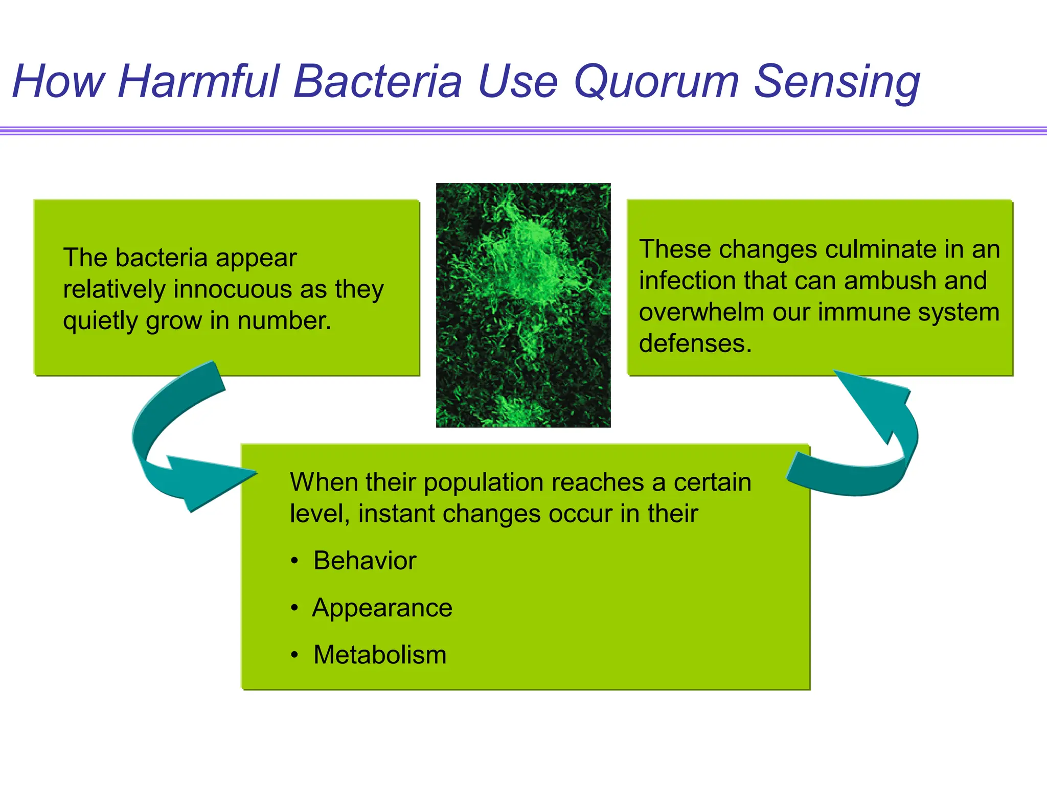 How Harmful Bacteria Use Quorum Sensing
These changes culminate in an
infection that can ambush and
overwhelm our immune system
defenses.
The bacteria appear
relatively innocuous as they
quietly grow in number.
When their population reaches a certain
level, instant changes occur in their
• Behavior
• Appearance
• Metabolism
 