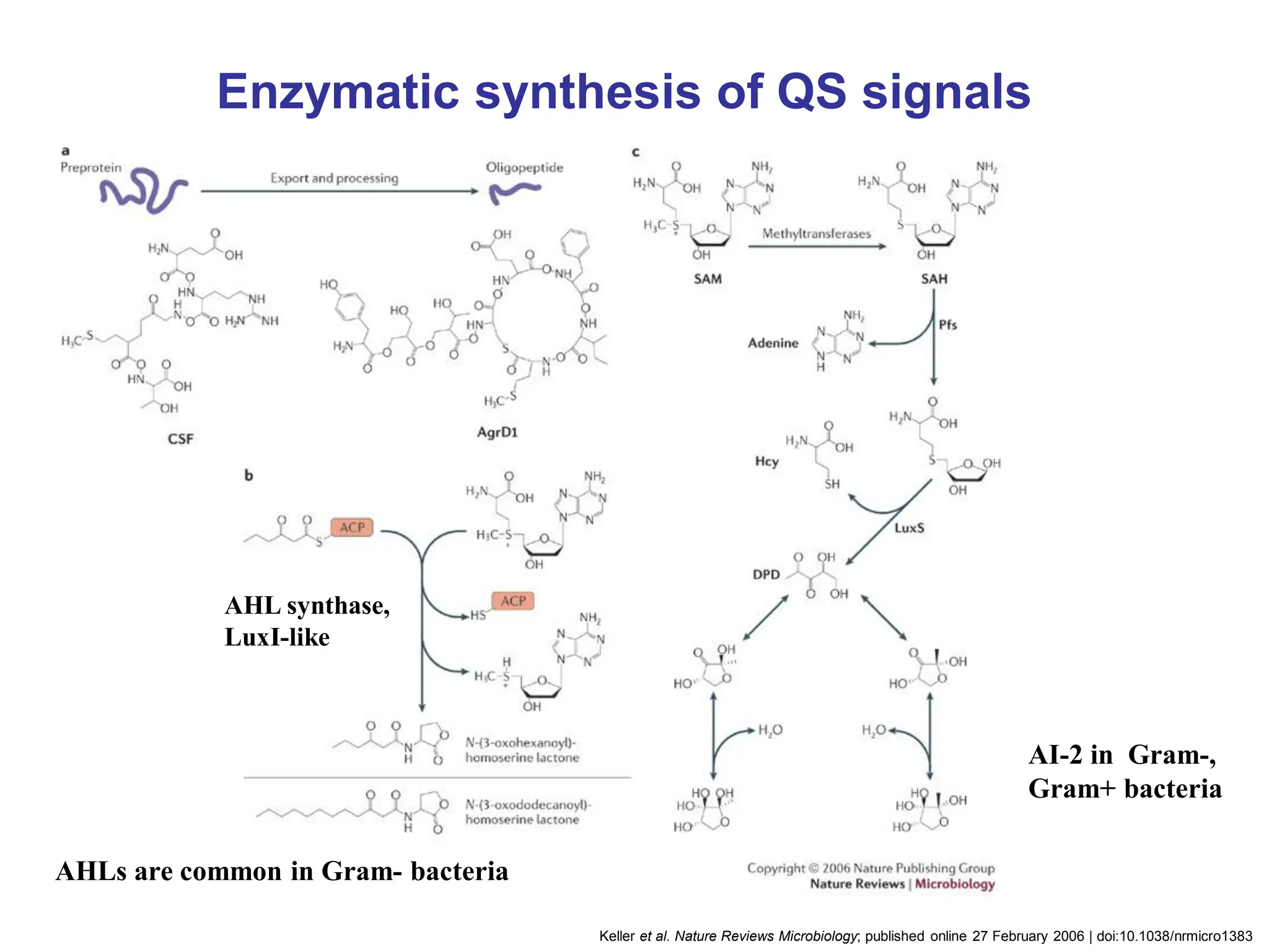 Keller et al. Nature Reviews Microbiology; published online 27 February 2006 | doi:10.1038/nrmicro1383
Enzymatic synthesis of QS signals
AHLs are common in Gram- bacteria
AI-2 in Gram-,
Gram+ bacteria
AHL synthase,
LuxI-like
 