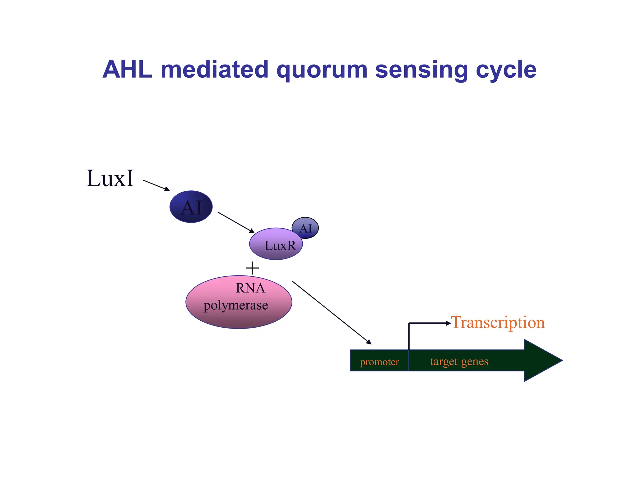 AHL mediated quorum sensing cycle
AI
LuxI
+
promoter target genes
LuxR
RNA
polymerase
Transcription
AI
 