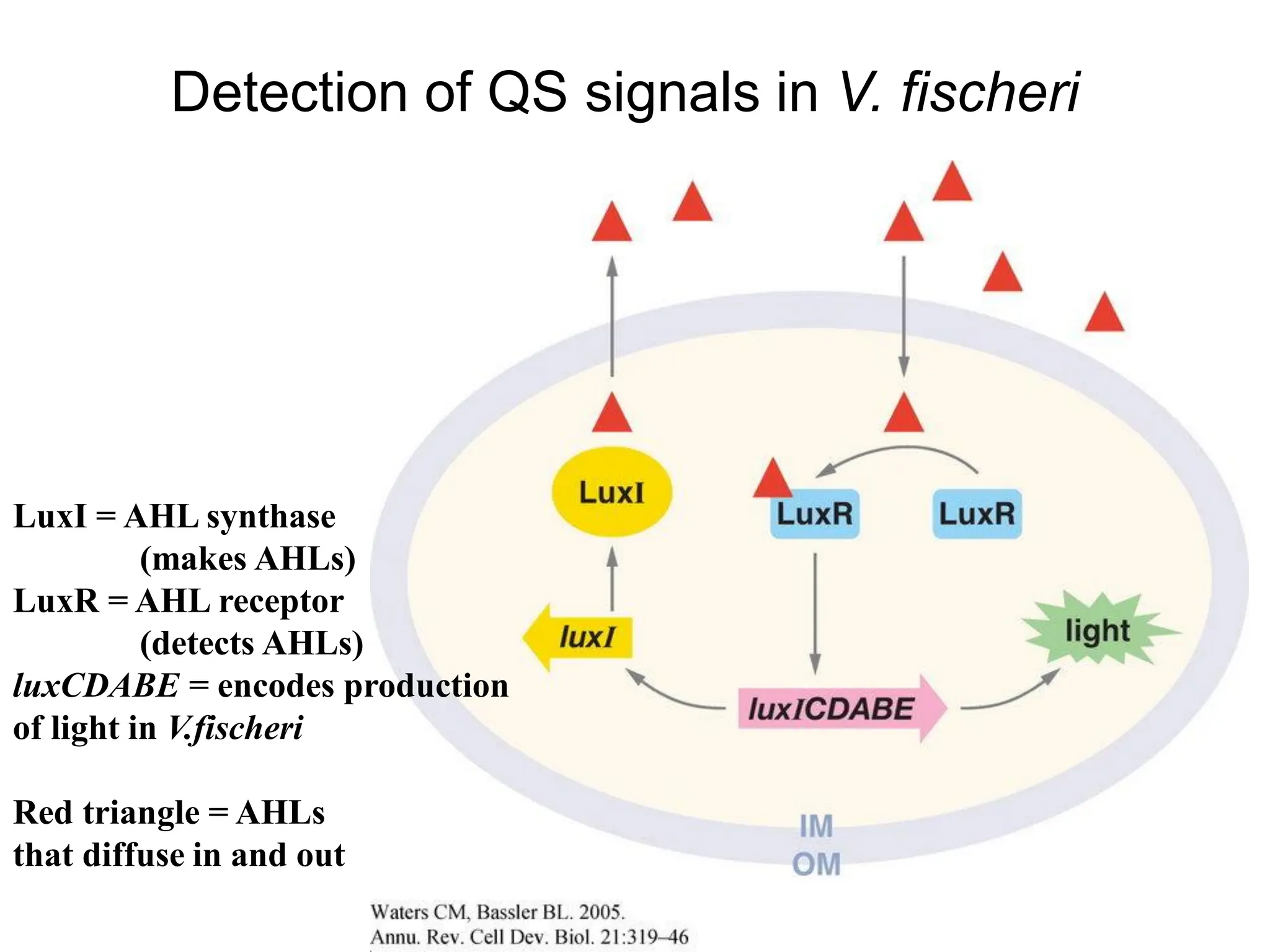 Detection of QS signals in V. fischeri
LuxI = AHL synthase
(makes AHLs)
LuxR = AHL receptor
(detects AHLs)
luxCDABE = encodes production
of light in V.fischeri
Red triangle = AHLs
that diffuse in and out
 