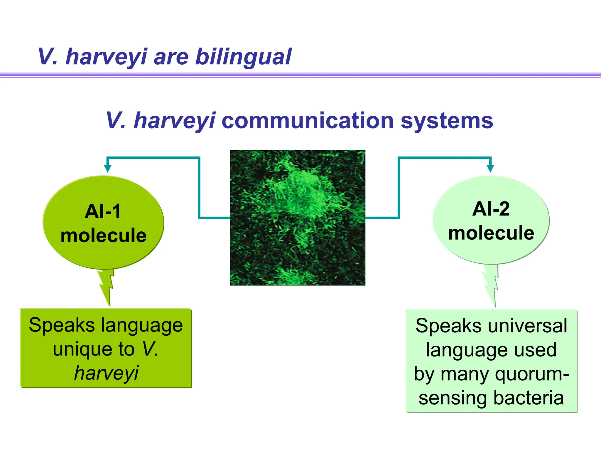 V. harveyi are bilingual
V. harveyi communication systems
AI-1
molecule
Speaks language
unique to V.
harveyi
AI-2
molecule
Speaks universal
language used
by many quorum-
sensing bacteria
 