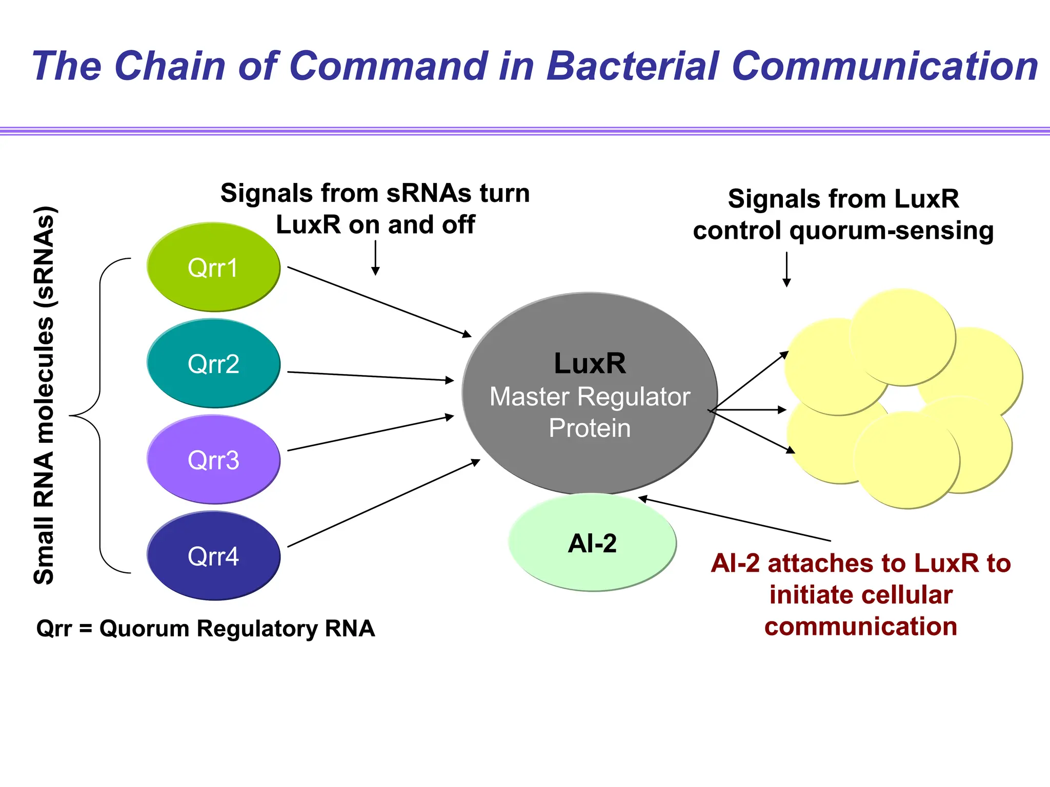 The Chain of Command in Bacterial Communication
LuxR
Master Regulator
Protein
Qrr1
Qrr2
Qrr3
Qrr4
Small
RNA
molecules
(sRNAs)
Qrr = Quorum Regulatory RNA
Signals from sRNAs turn
LuxR on and off
Signals from LuxR
control quorum-sensing
AI-2
AI-2 attaches to LuxR to
initiate cellular
communication
LuxR
Master Regulator
Protein
Qrr1
Qrr2
Qrr3
Qrr4
Small
RNA
molecules
(sRNAs)
Qrr = Quorum Regulatory RNA
Signals from sRNAs turn
LuxR on and off
Signals from LuxR
control quorum-sensing
AI-2
AI-2 attaches to LuxR to
initiate cellular
communication
 