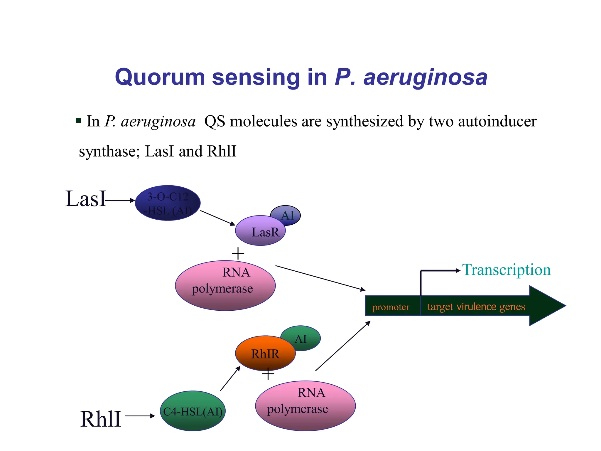 Quorum sensing in P. aeruginosa
3-O-C12
-HSL (AI)
LasI
+
promoter target virulence genes
LasR
RNA
polymerase
Transcription
RhlI
AI
AI
RNA
polymerase
RhIR
C4-HSL(AI)
+
 In P. aeruginosa QS molecules are synthesized by two autoinducer
synthase; LasI and RhlI
 