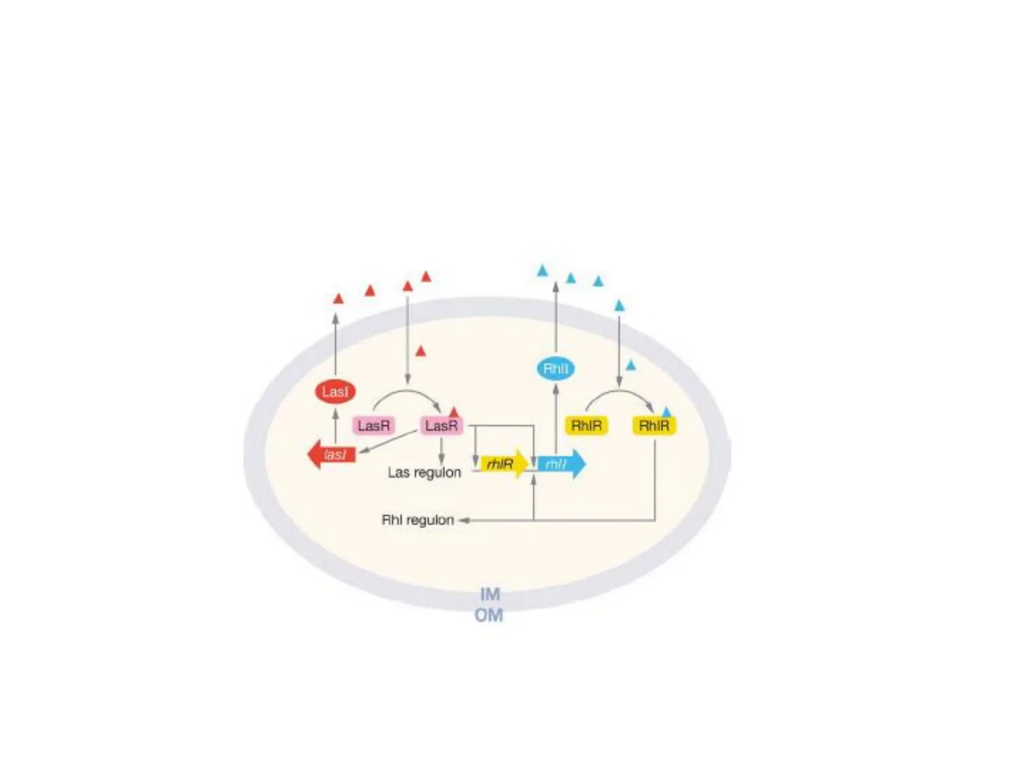 QS circuit in Pseudomonas aeuroginosa
 
