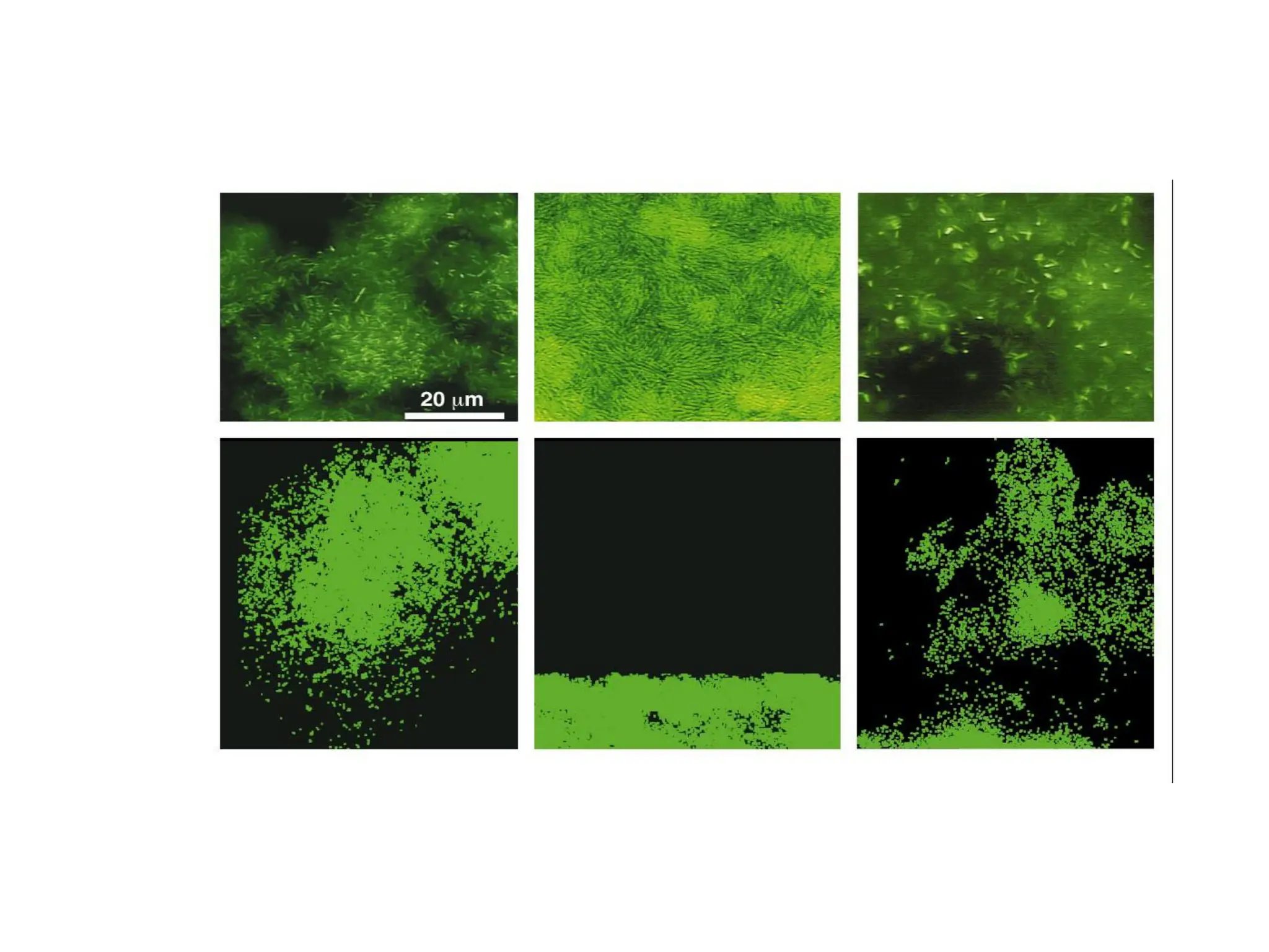 Biofilm differentiation in Pseudomonas aeuroginosa
wt lasI mutant lasI mutant + autoinducer
Science (1998) 280:295-298
 