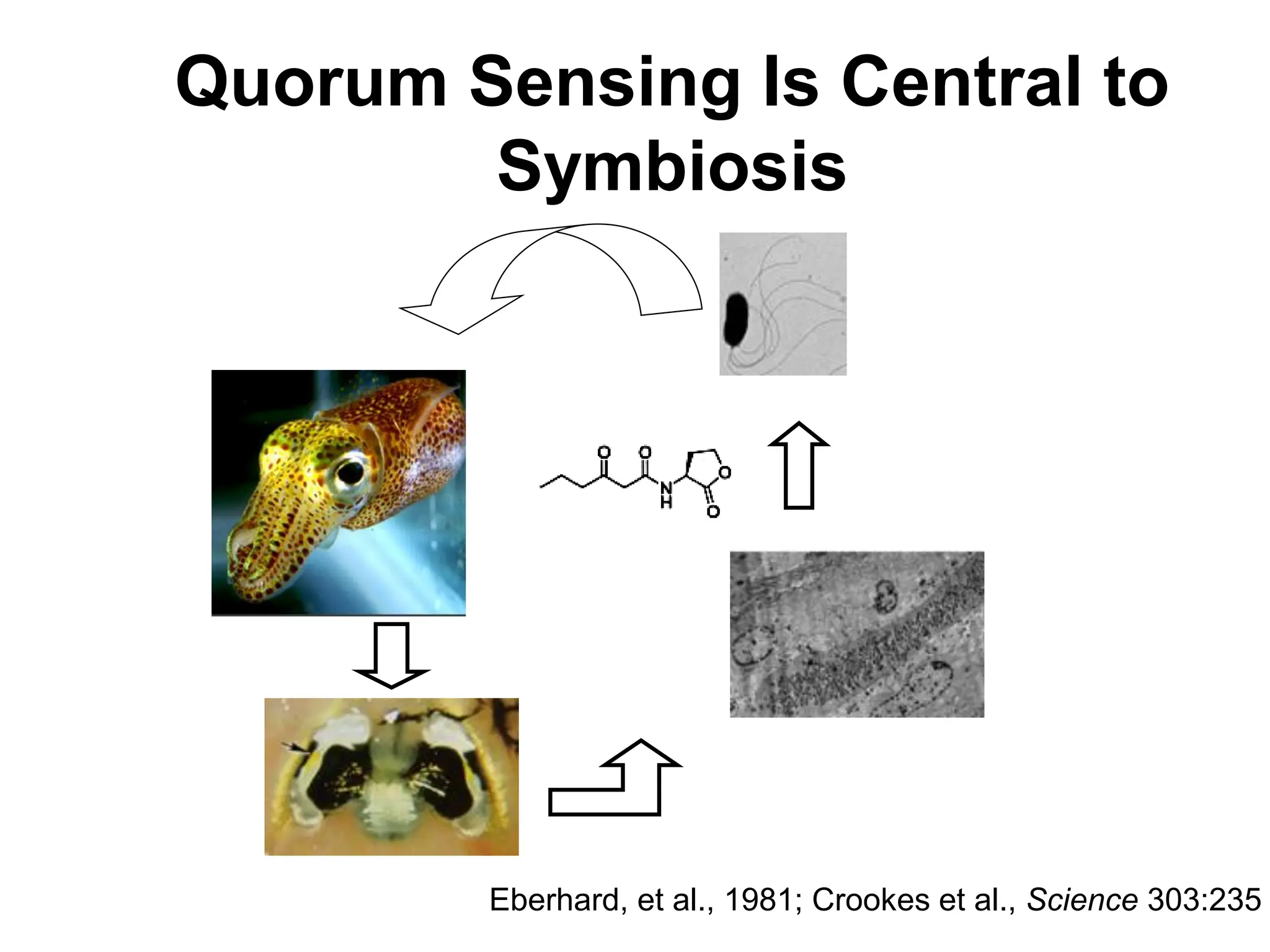 Quorum Sensing Is Central to
Symbiosis
Eberhard, et al., 1981; Crookes et al., Science 303:235
 