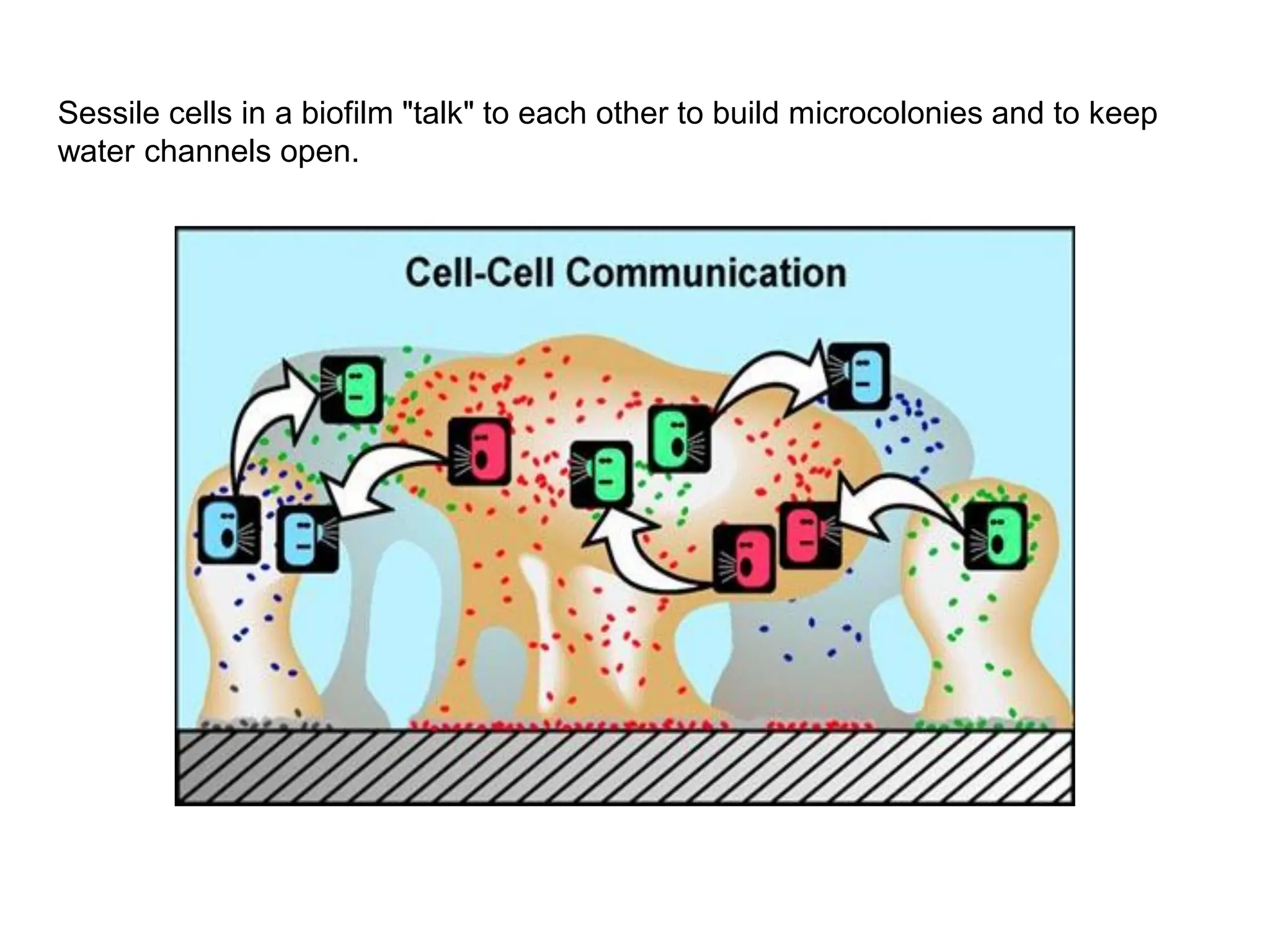Sessile cells in a biofilm "talk" to each other to build microcolonies and to keep
water channels open.
 