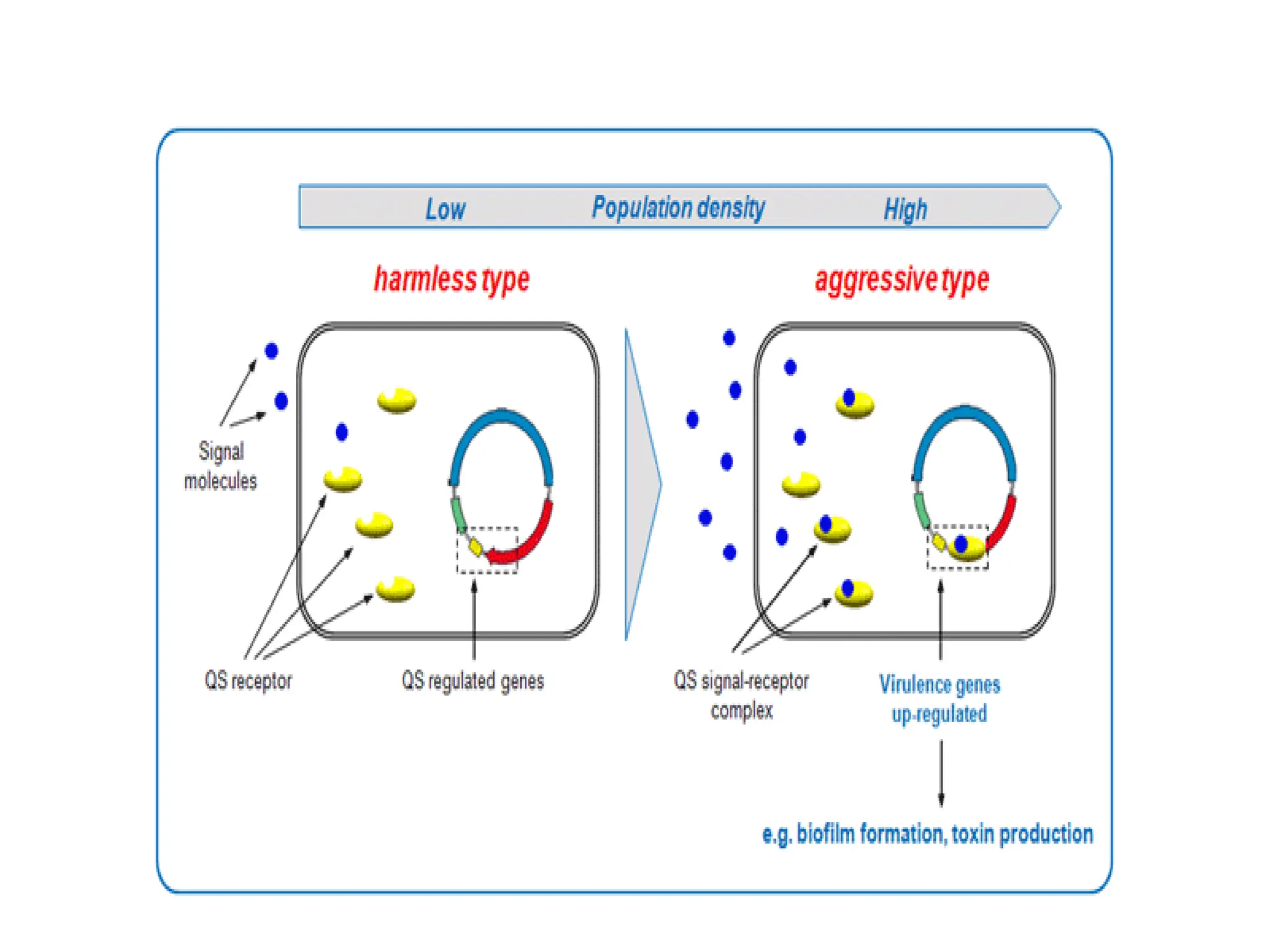 7.2 quorum sensing 7.2 quorum sensing.pdf
