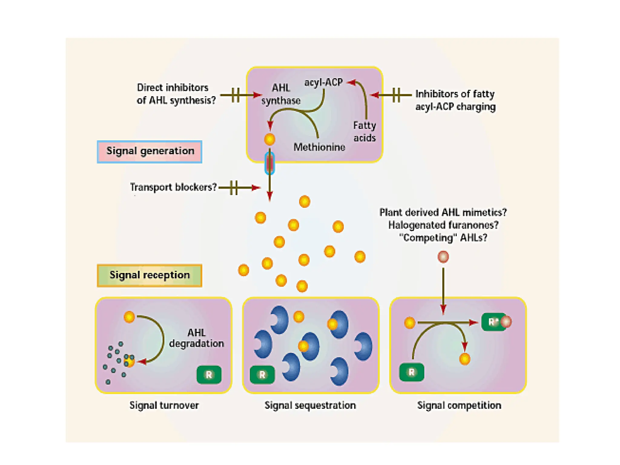 7.2 quorum sensing 7.2 quorum sensing.pdf