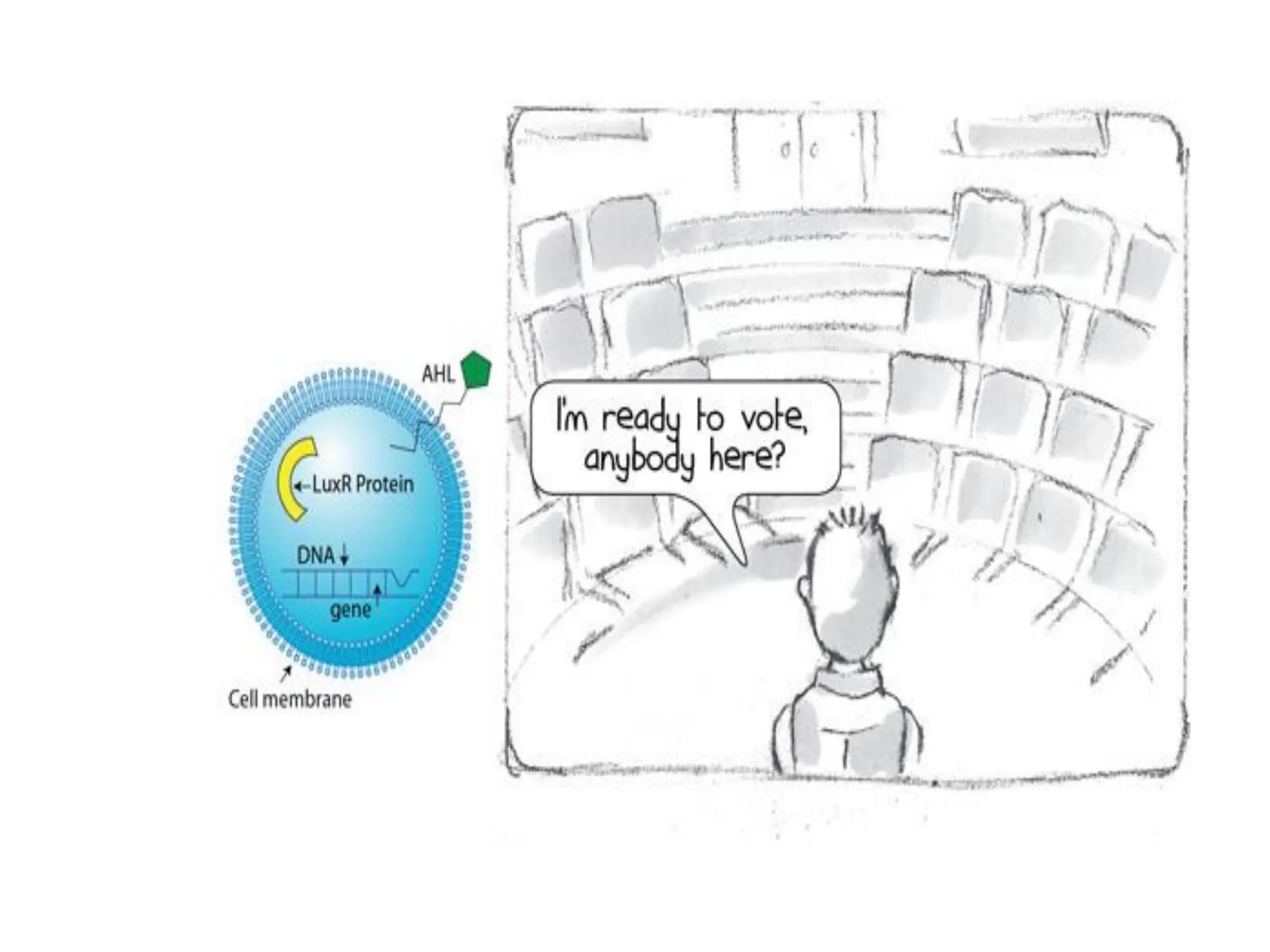 7.2 quorum sensing 7.2 quorum sensing.pdf